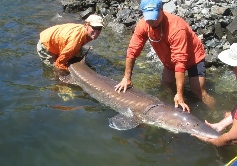 snake-river-sturgeon-slide6