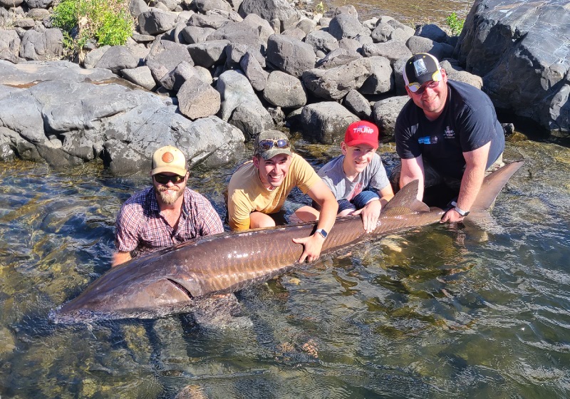 Snake River sturgeon in hells canyon with kids 8.5 footer