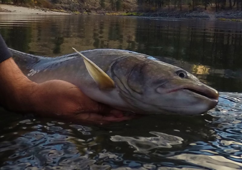 bull trout on the salmon river