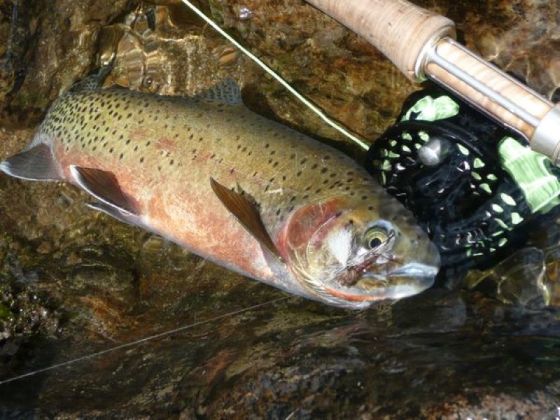 fly rod and cutthroat in idaho